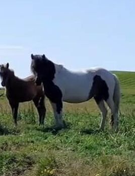 Braunscheckstute, tragend von Dkl-Erdfarbhengst