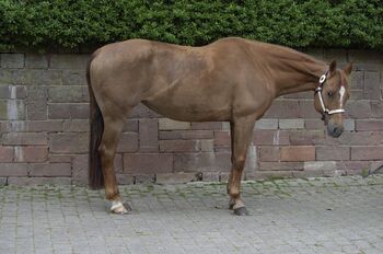 Bubblelight Babs, Kerstin Rehbehn (Pferdemarketing Ost), Horses For Sale, Nienburg