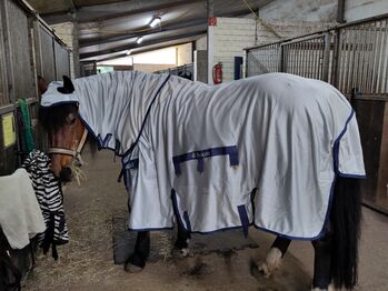 bucas buzz-off x 145 Fliegendecke, Bucas Buzz-off x Fliegendecke 145 cm, Frauke Morgenroth, Horse Blankets, Sheets & Coolers, Norderstedt