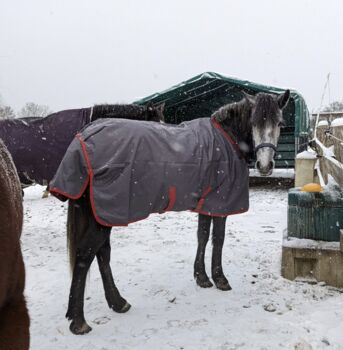 Bucas Irish Turnout Decke 125 cm 50 g atmungsaktiv, wasserabweisend - wie neu, Bucas Irish Turnout, Jamie Obier , Horse Blankets, Sheets & Coolers, Weilrod