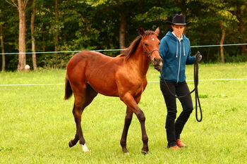 Buckskin Appaloosa Hengstfohlen, Bernd Krämer, Pferd kaufen, Pappenheim 