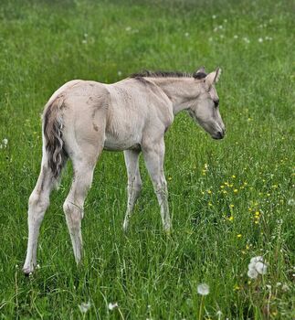 Buckskinfarbener Kracher (Quarter Horse)