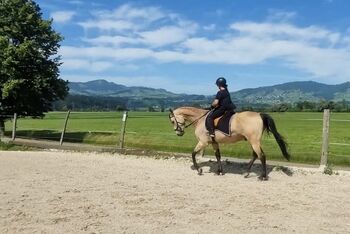 Buckskin Cruzado Wallach, 174 cm, 6 jährig