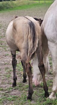 Buckskinfarbener Kracher (Quarter Horse)