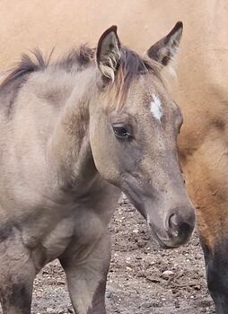 Buckskinfarbener Kracher (Quarter Horse), Kerstin Rehbehn (Pferdemarketing Ost), Horses For Sale, Nienburg