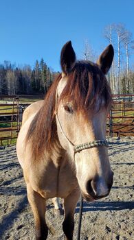 Buckskin Stute, Nicole, Horses For Sale, Hosenruck