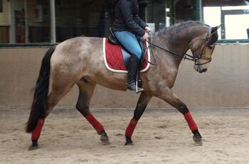 Buckskin PRE Wallach ist 7 Jahre alt und 1,69 m groß.