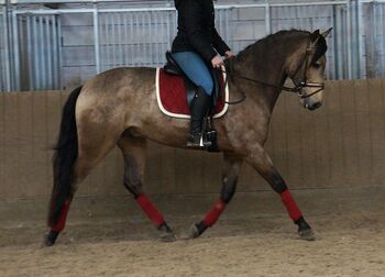 Buckskin PRE Wallach ist 7 Jahre alt und 1,69 m groß.