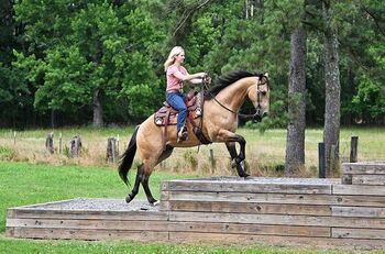 Buckskin Quarter Horse Gelding, brittanforres, Horses For Sale, London