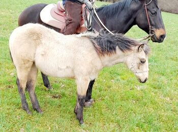 Buckskin Quarter Horse Hengst Jährling zu verkaufen 🤠🐴, Jessica Kornrumpf , Pferd kaufen, Königswald