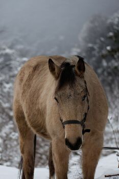 Buckskin Quarter Horse Wallach mit Top-Reiningpedigree