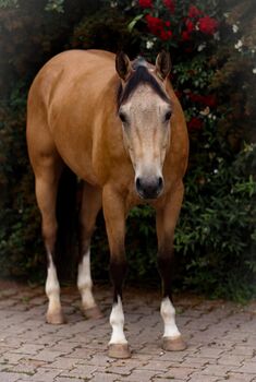 Buckskin-Traum mit Reiningblut der Extraklasse