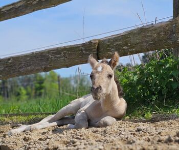 Buckskinfarbener Kracher (Quarter Horse)