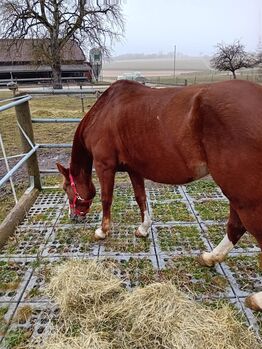 Bulgarischen warmblut stute