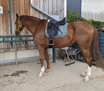 Busse Bozen 17.5 Dressursattel neuwertig Busse Bozen