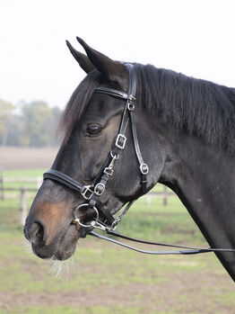 Busse Leder Wanderreittrense inkl. Zügel XWB Busse