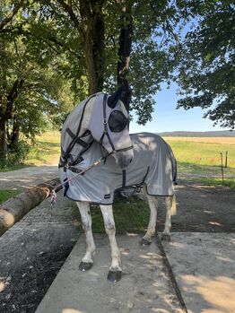 Fliegendecke Busse 165cm neu, Busse Fliegendecke , Samantha Türpisch, Horse Blankets, Sheets & Coolers, Lößnitz