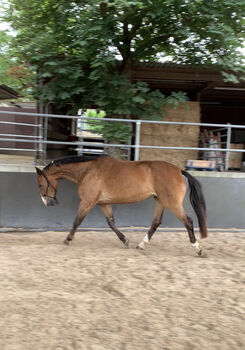 Beisteller, Meryem Durmus, Horses For Sale, Köln