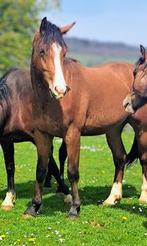 Calvin, freiberger, Calvin , Horses For Sale, Wolfwil