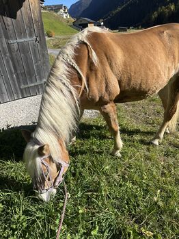 Gelände Profi HAFLINGER Stute