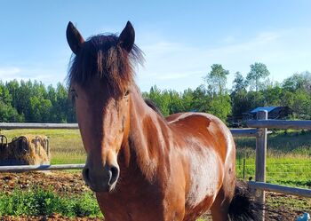 Canadian Free Range Horse Wallach, Nicole, Horses For Sale, Kerns