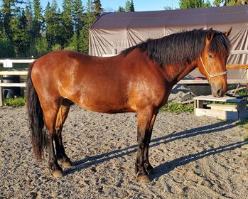 Canadian Free Range Horse Wallach