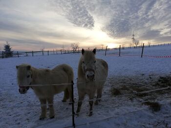 Pflegebeteiligung auf Ponys, Tanja Hochhaus , Horse Sharing, Schwarzenberg