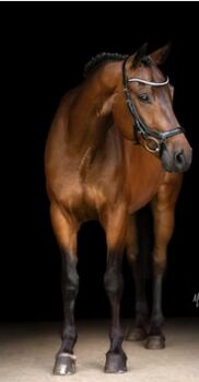 Pflegebeteiligung/Reitbeteiligung, Daniela Schönleitner, Horses For Sale, Kuchl