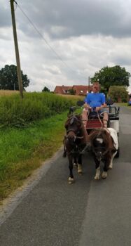 Kutschen Wagonette - ein- und 2 Spänner, Familie, Carriages, Rahden