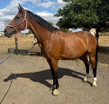 Cash – 16.3hh | 14-year-old Warmblood x Irish Mare