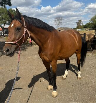 Cash – 16.3hh | 14-year-old Warmblood x Irish Mare, Brook, Horses For Sale, Newark Nottinghamshire 