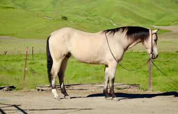 "Cashew" Buckskin Gelding Quarter