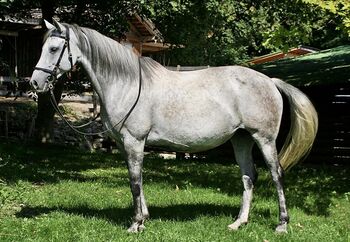 Castañuela - Andalusier, Stute, 9 Jahre, Schimmel
