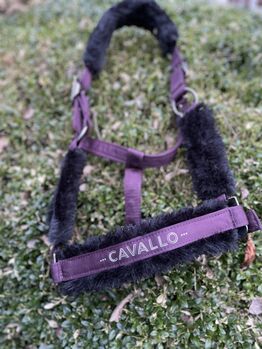 Cavallo Halfter, Cavallo , Friederike , Halters, Lienen