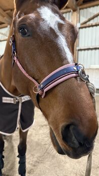 Kappzaum Pferd WB Biothane Rosa Glitzer Blau Kappzaum Sparkle