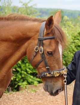 Kappzaum Warmblut, Tina, Lonżowanie, Pleidelsheim