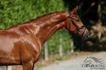 CDE - Spanisches Sportpferd - Wallach - ca. 1.62 m