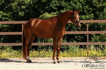 CDE - Spanisches Sportpferd - Wallach - ca. 1.62 m, Thomas Adams (Caballos PRE), Horses For Sale, Bell