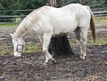 Champagner APHA Stute, Stephanie Stolze, Horses For Sale, Grafhorst