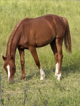 Champion Deluxe x Nemax *2025 Platz v.Preis