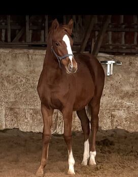 Champion Deluxe x Nemax *2025 Platz v.Preis, Kathy w., Horses For Sale, Emmerthal 