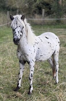 Championatssieger DtPb Shetlandpony/Shetty HF Tigerschecke, Nicole Prignitz , Horses For Sale, Groß Molzahn 