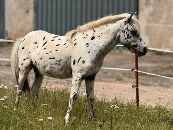 Championatssieger DtPb Shetlandpony/Shetty HF Tigerschecke, Nicole Prignitz , Horses For Sale, Groß Molzahn 