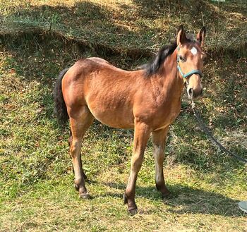 Charakterliches Traumpony, K.B.Z. verkaufspferde , Pferd kaufen, Steiermark/Leibnitz 