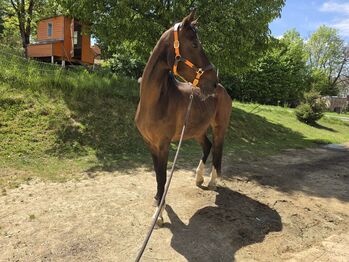 Charakterstarke Stute