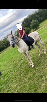 Charakterstarker Spanier Typ sucht seine menschen, Privat , Pferd kaufen, Grebenhain 