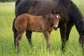 Typvolles Quarter Horse Hengstfohlen mit bester Abstammung, Kerstin Rehbehn (Pferdemarketing Ost), Konie na sprzedaż, Nienburg