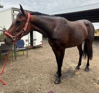 Charlotte 16hh 7yo mare