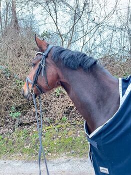 Charmantes Dressurpferd, Isabel Greverath, Horses For Sale, Rommerskirchen