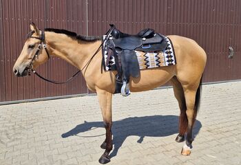 Charmanter Eyecatcher mit top Abstammung, Kerstin Rehbehn (Pferdemarketing Ost), Horses For Sale, Nienburg